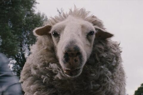 Black Sheep 2006 Movie Scene A killer sheep looking directly into the camera and your soul