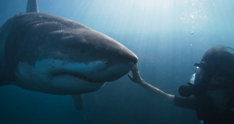 Deep Blue Sea 3 2020 Movie Tania Raymonde as Emma Collins touching the nose of the giant shark underwater scene