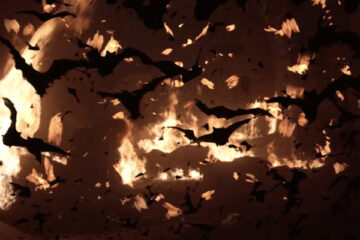Nightwing 1979 Movie A swarm of bats flying away from a fire behind them