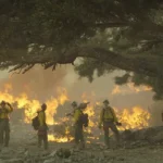 Only The Brave 2017 Movie Scene Firefighters looking at the huge wildfire in front of them next to a big tree